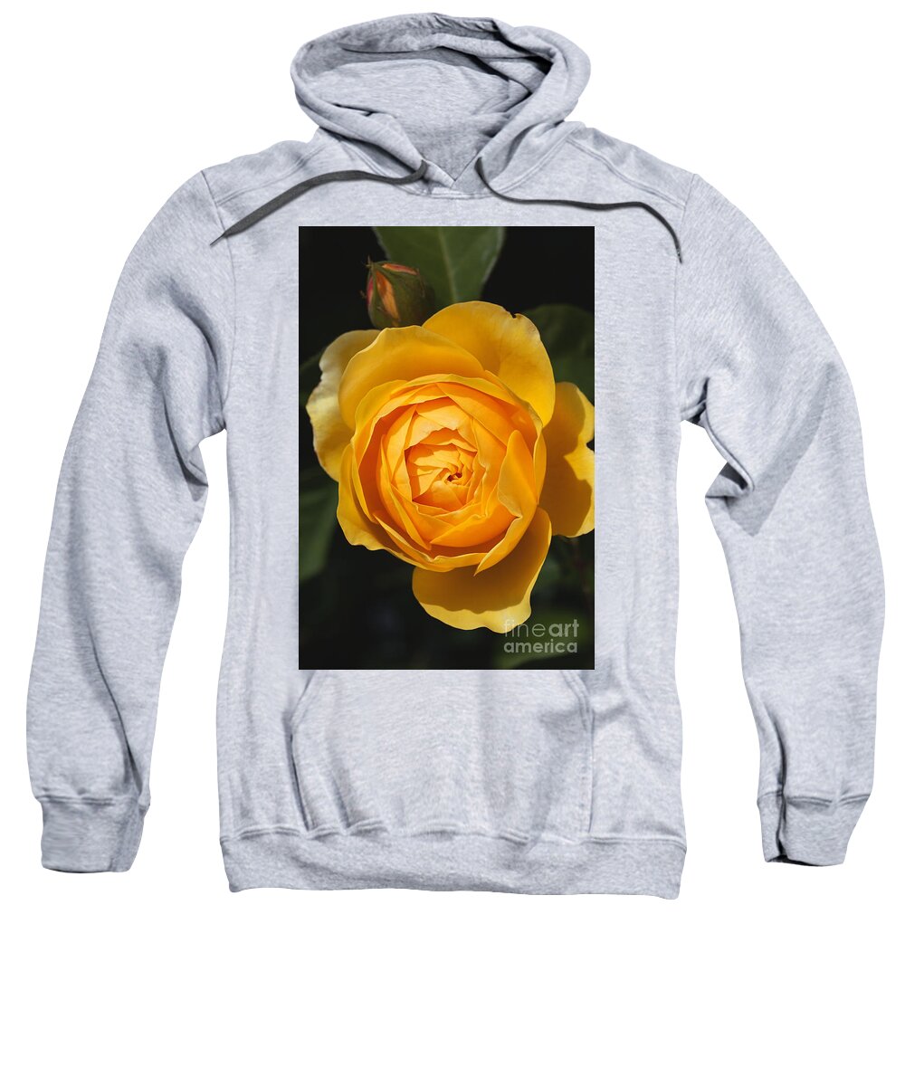 Rose Sweatshirt featuring the photograph Golden And Rich Beautiful Rose by Joy Watson
