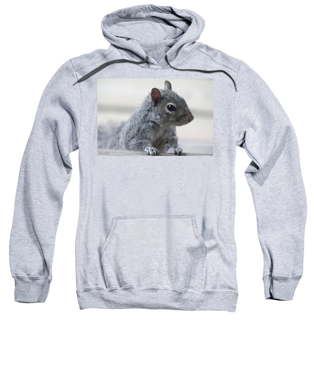 Squirrels Sweatshirt featuring the photograph Gray Squirrel by Trina Ansel