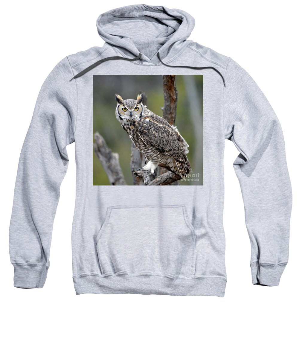 Denise Bruchman Sweatshirt featuring the photograph Great Horned Owl by Denise Bruchman