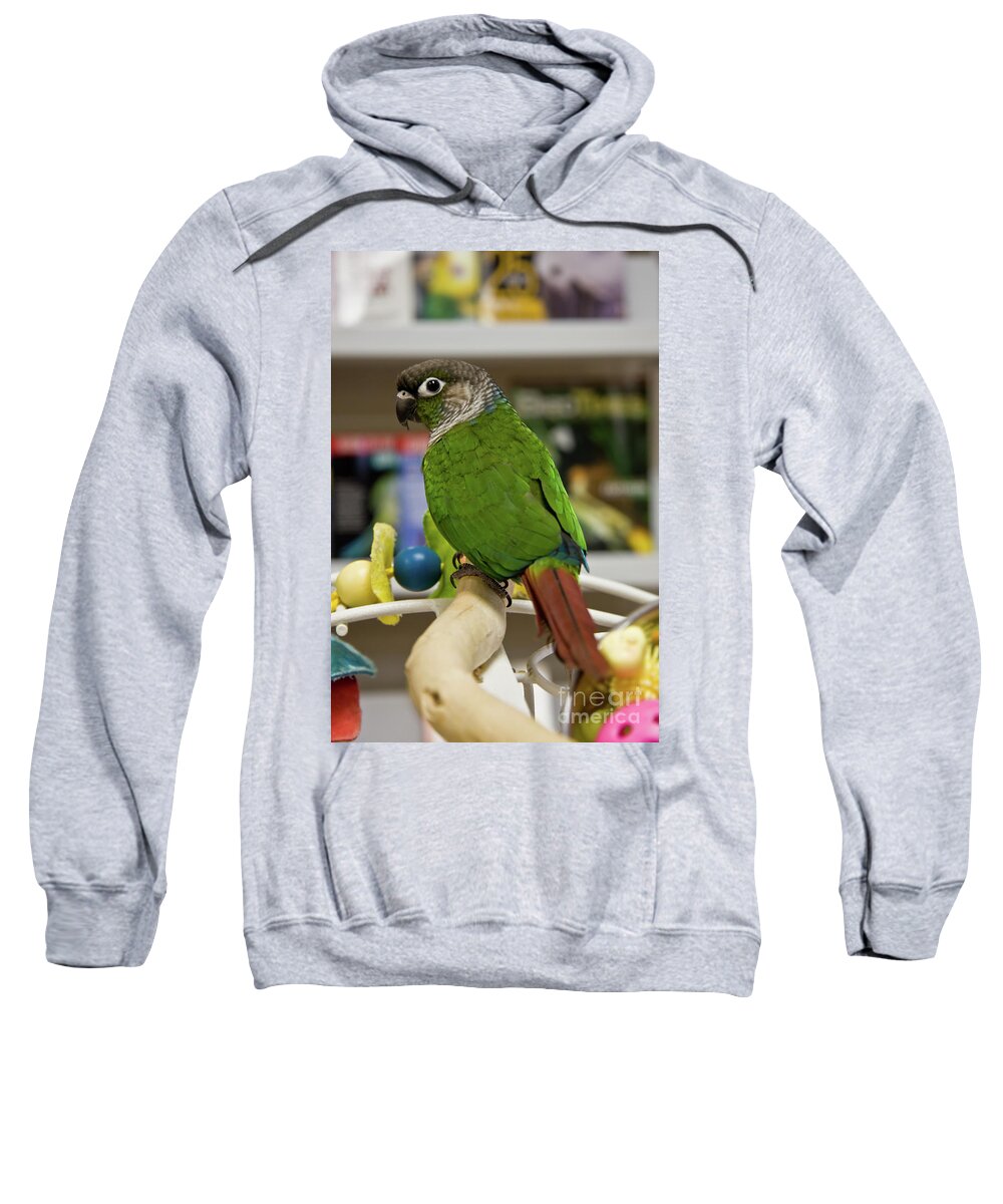 Conures Sweatshirt featuring the photograph Green Cheek Conure by Jill Lang
