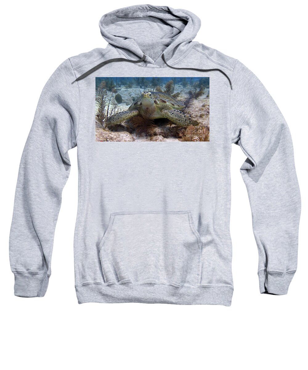 Underwater Sweatshirt featuring the photograph Green Sea Turtle by Daryl Duda