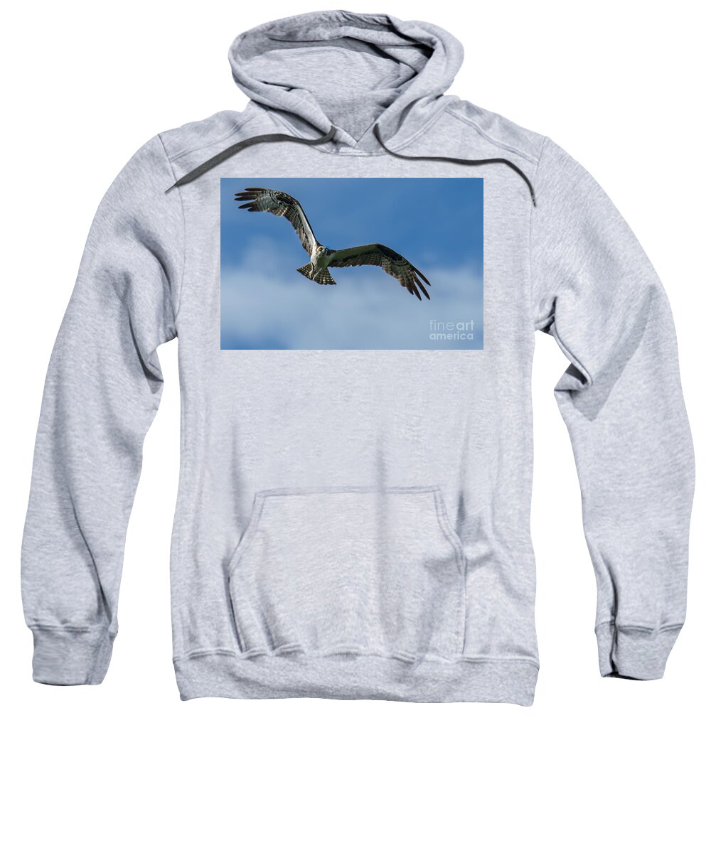 Osprey Sweatshirt featuring the photograph Gulf Osprey by Metaphor Photo