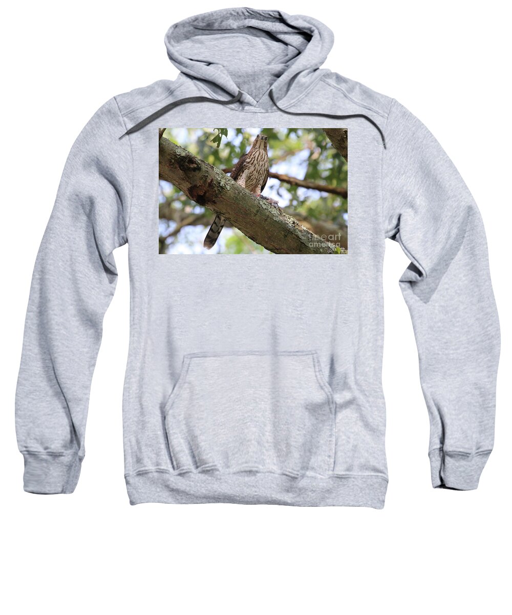 Hawk Sweatshirt featuring the photograph Hawk on a Branch by Steven Spak
