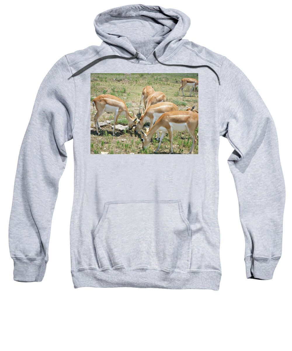 Antelope Sweatshirt featuring the photograph Headbutt by Douglas Barnard