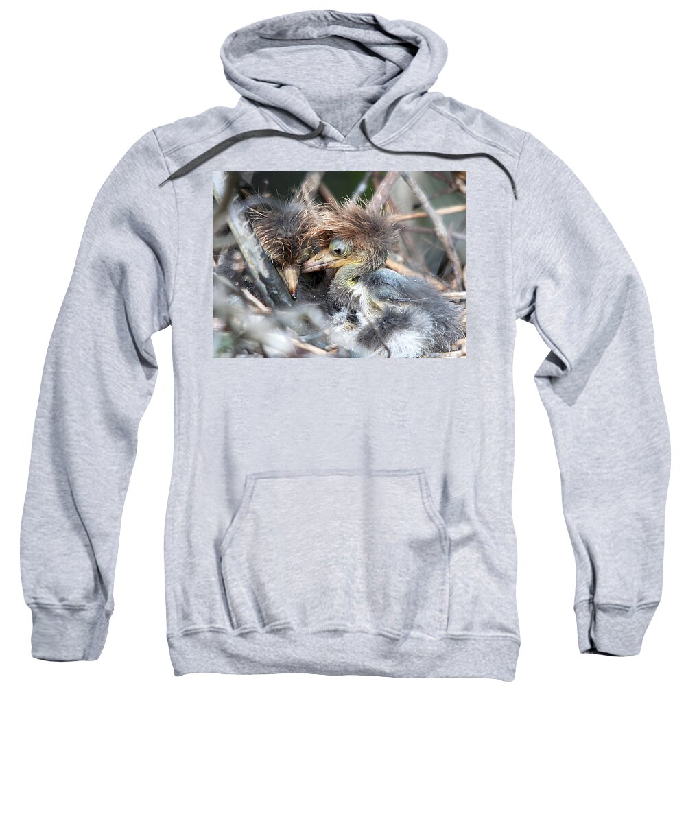 Wildlife Sweatshirt featuring the photograph Heron Nest by Kenneth Albin