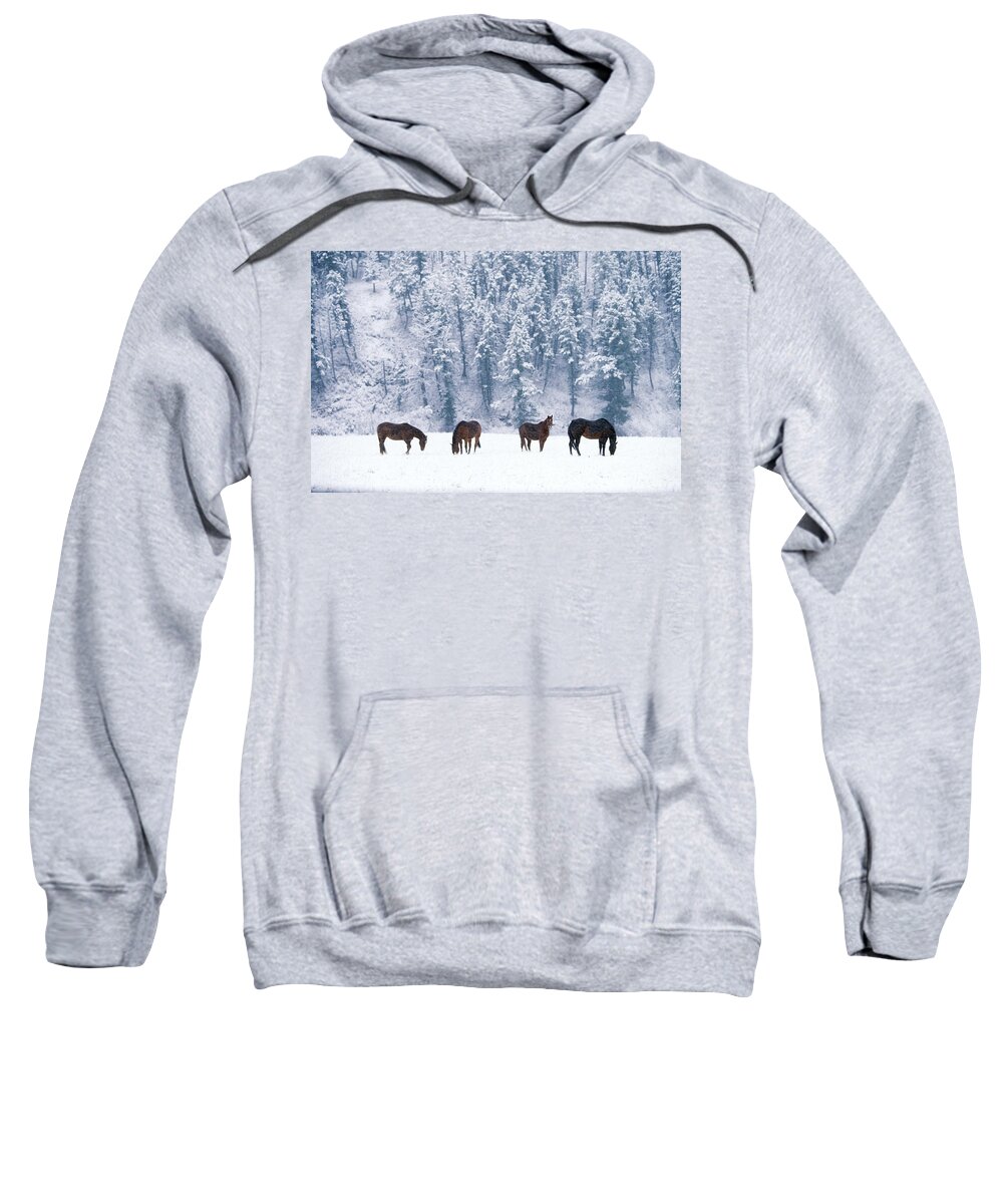 Fauna Sweatshirt featuring the photograph Horses in the Snow by Alan and Sandy Carey and Photo Researchers