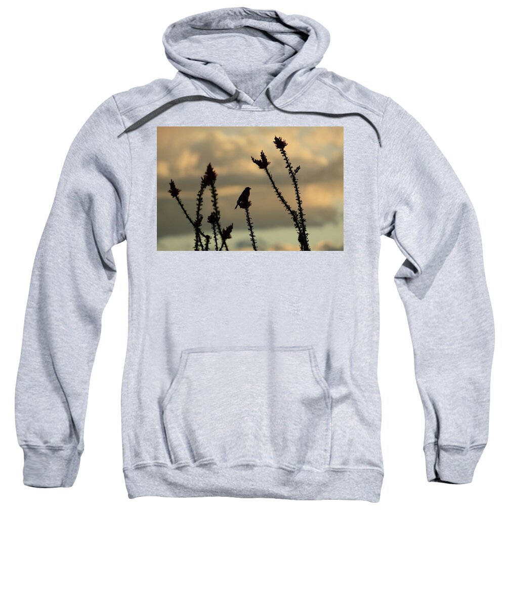 House Sweatshirt featuring the photograph House Finch by David Diaz
