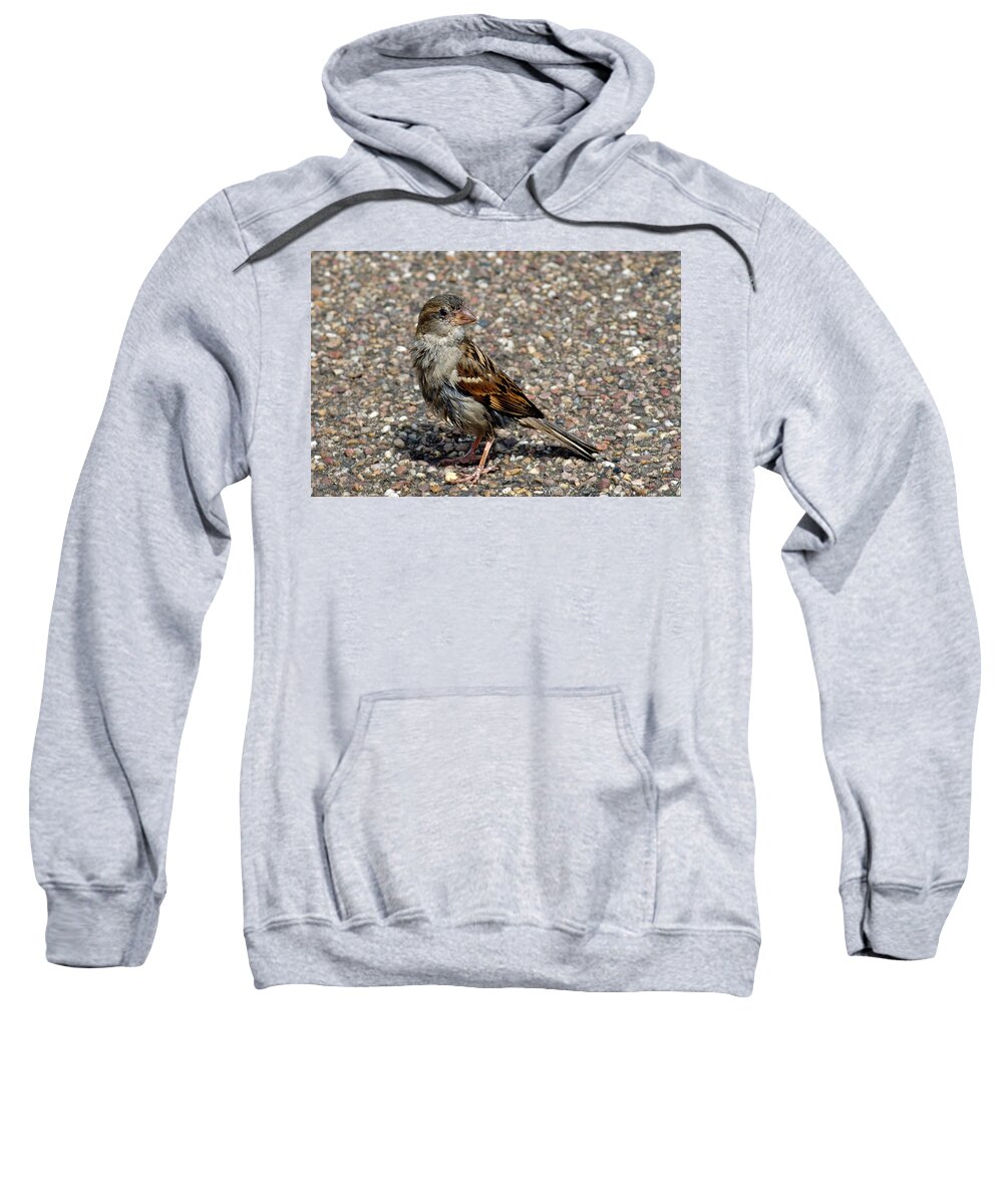 Bakewell Sweatshirt featuring the photograph House Sparrow Portrait by Rod Johnson