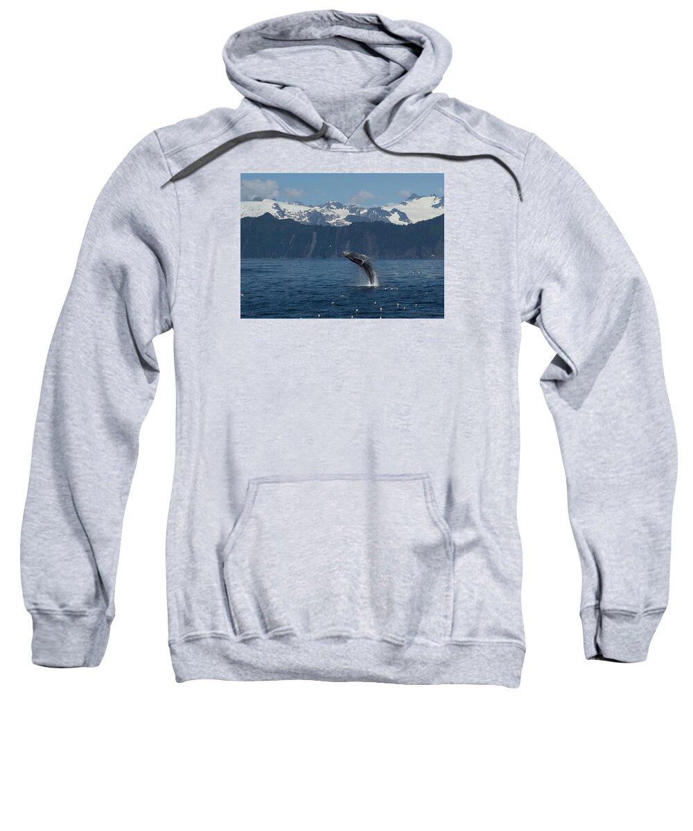 Alaska Sweatshirt featuring the photograph Humback Whale Full Breach by Ian Johnson