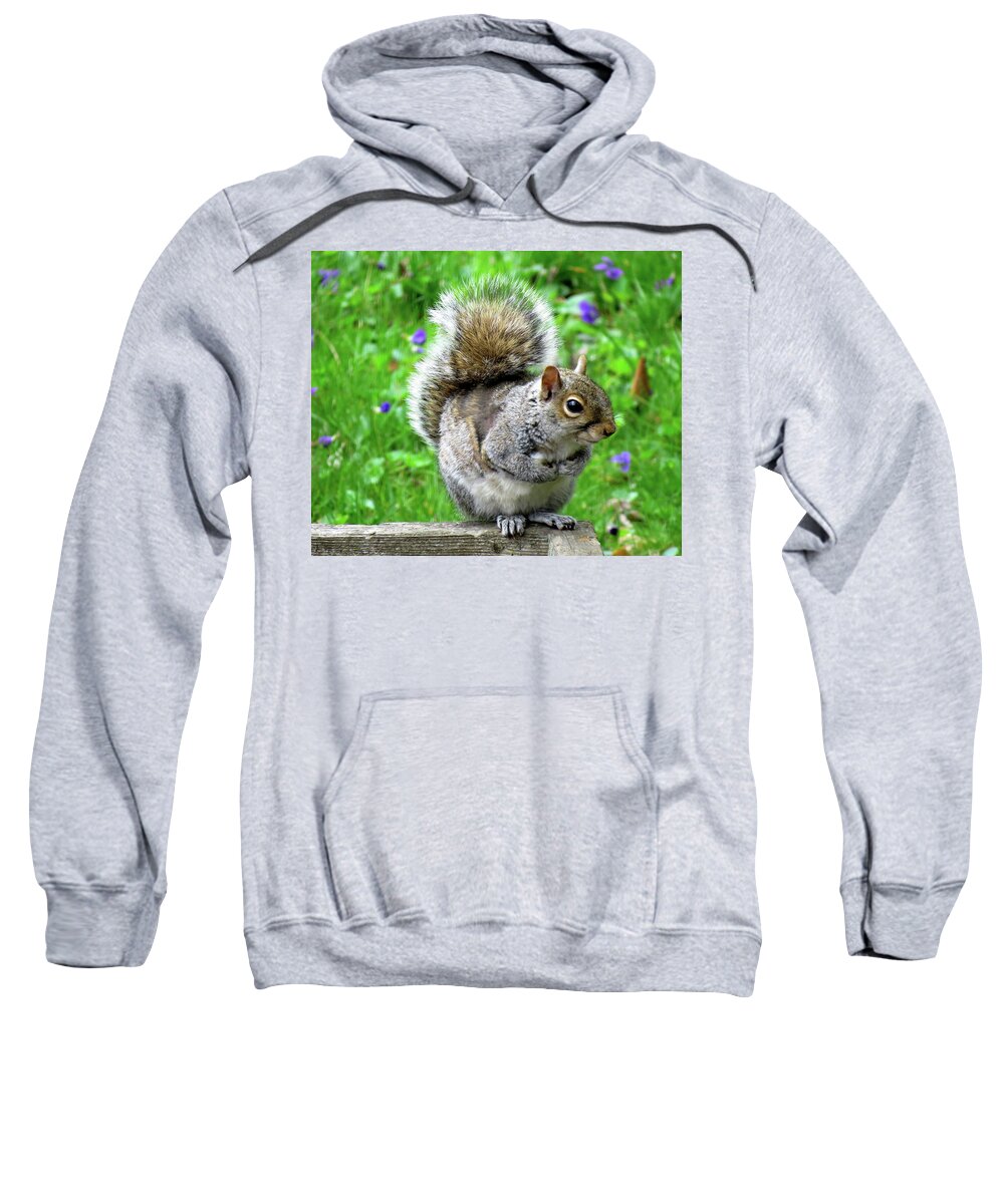 Eastern Grey Squirrels Sweatshirt featuring the photograph Humble Squirrel by Linda Stern