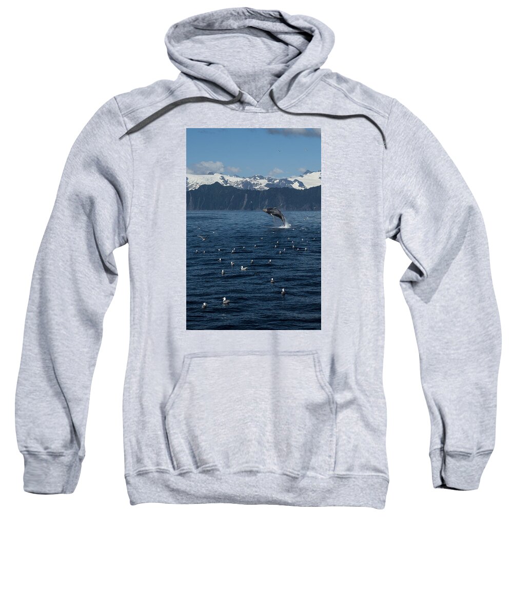 Alaska Sweatshirt featuring the photograph Humpback Whale Breach 3.1. mp by Ian Johnson