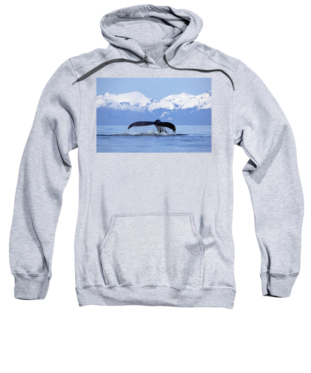 Mp Sweatshirt featuring the photograph Humpback Whale Megaptera Novaeangliae by Konrad Wothe