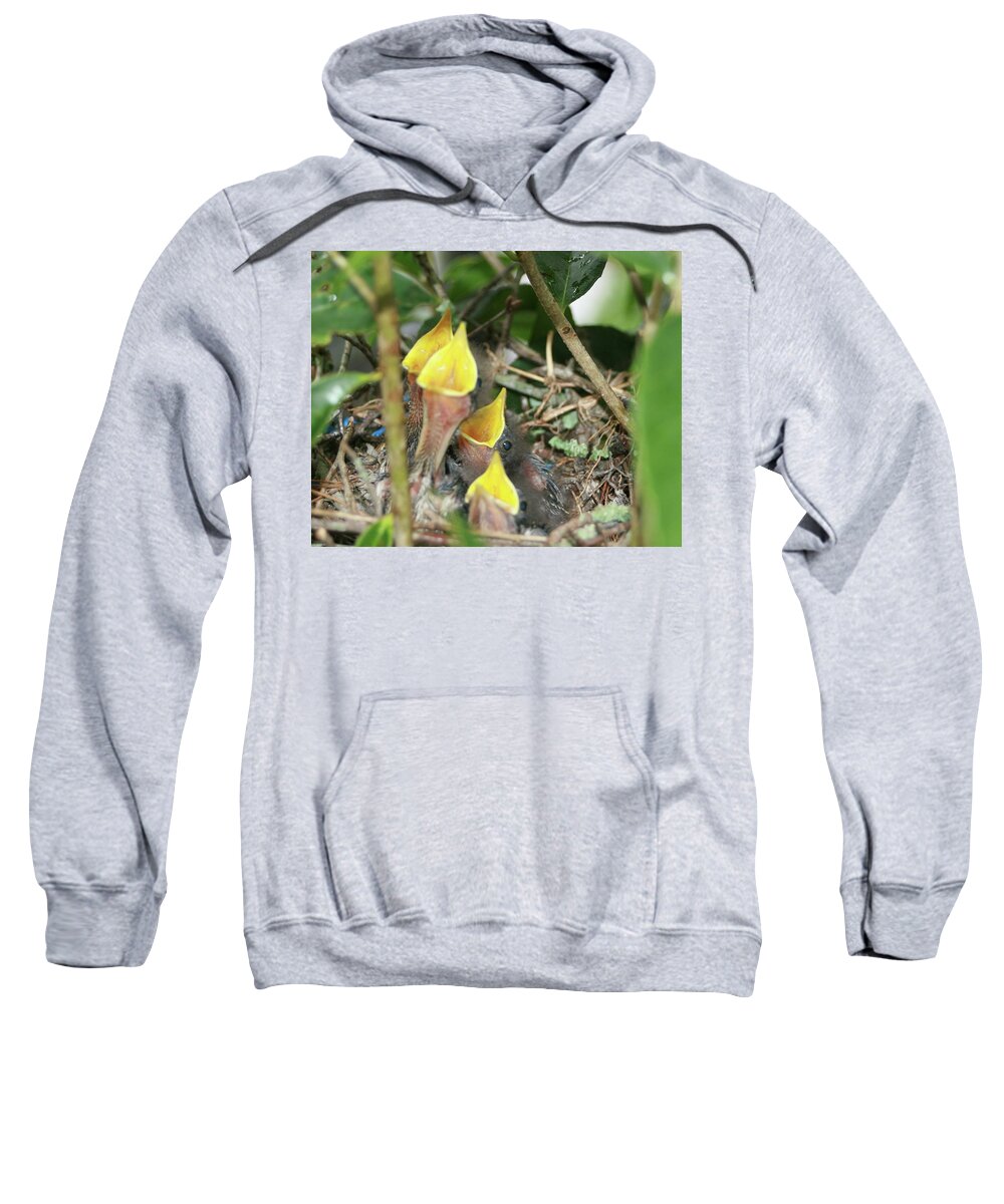 Hungry Baby Birds Sweatshirt featuring the photograph Hungry Baby Birds by Jerry Battle
