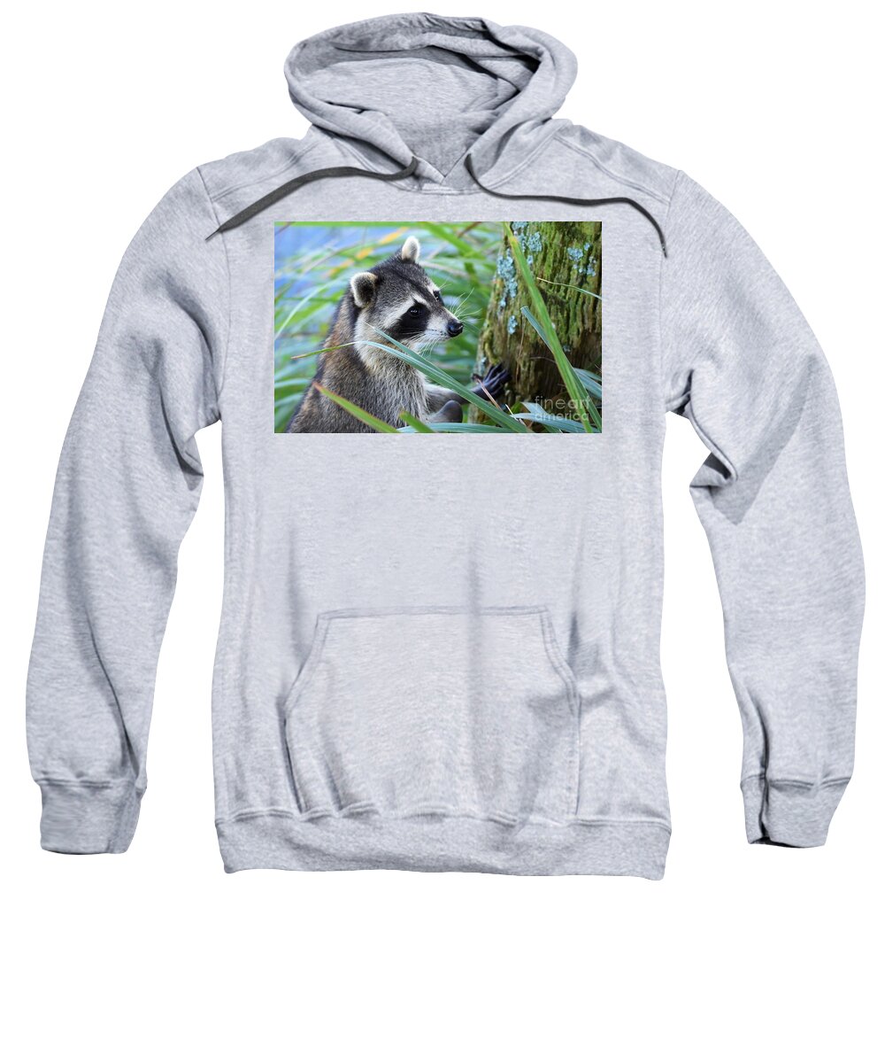 Raccoon Sweatshirt featuring the photograph I Can See You by Julie Adair