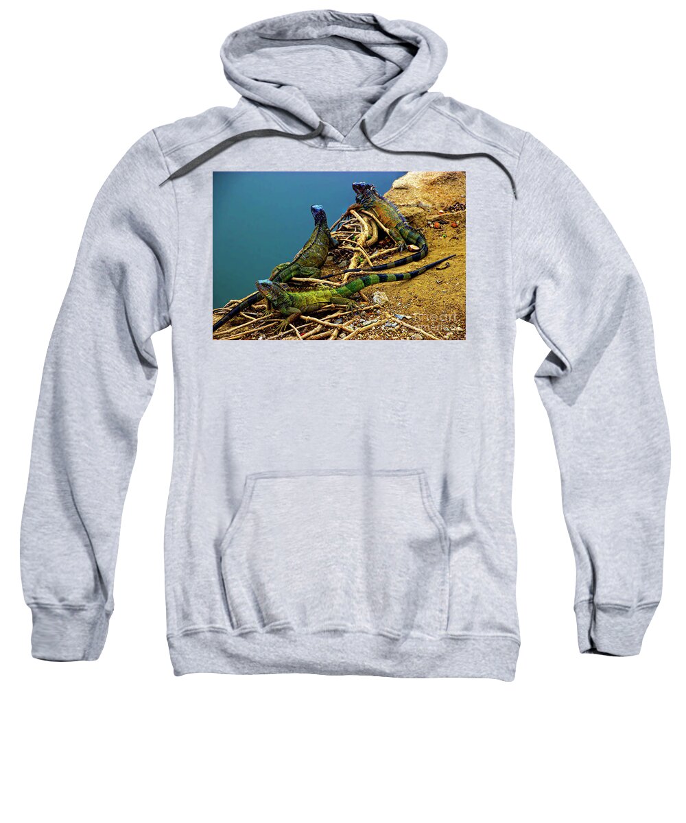 Land Sweatshirt featuring the photograph Iguanas In Montanita, Ecuador by Al Bourassa