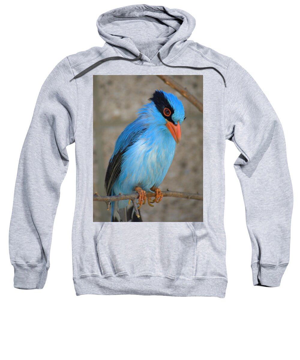 Bird Sweatshirt featuring the photograph Indonesian Magpie Cissa chinensis by Nathan Abbott