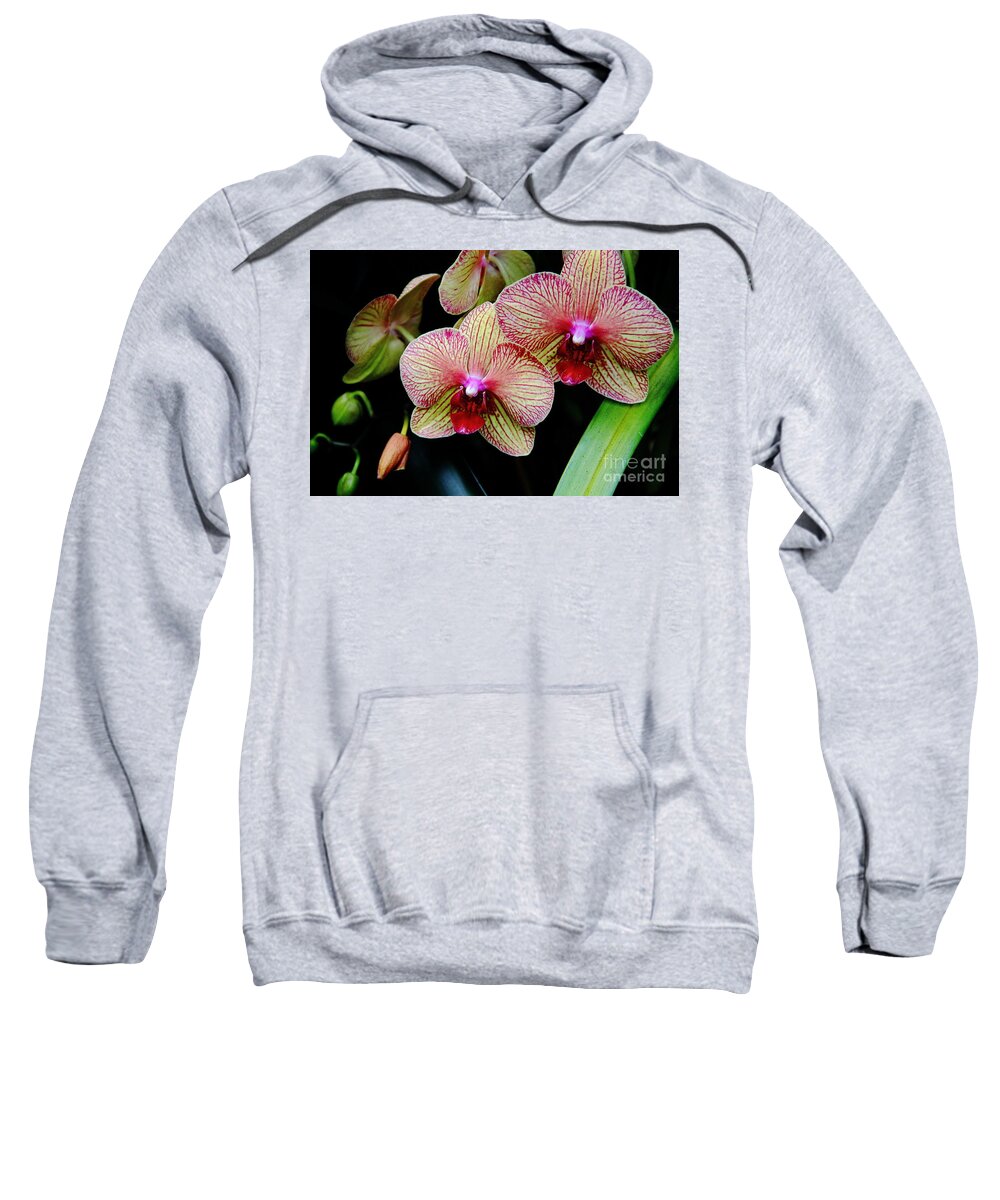 Flowers Sweatshirt featuring the photograph Joy Within by Allen Nice-Webb