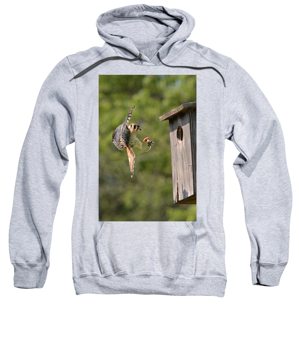 Bird Sweatshirt featuring the photograph Kestrel with Lizard by Alan Lenk