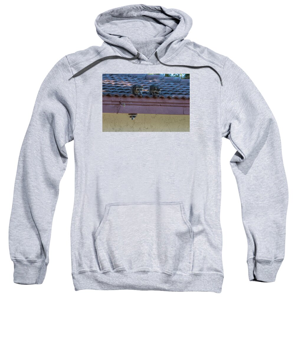 Raccoons Sweatshirt featuring the photograph Kits on the Roof by Dorothy Cunningham