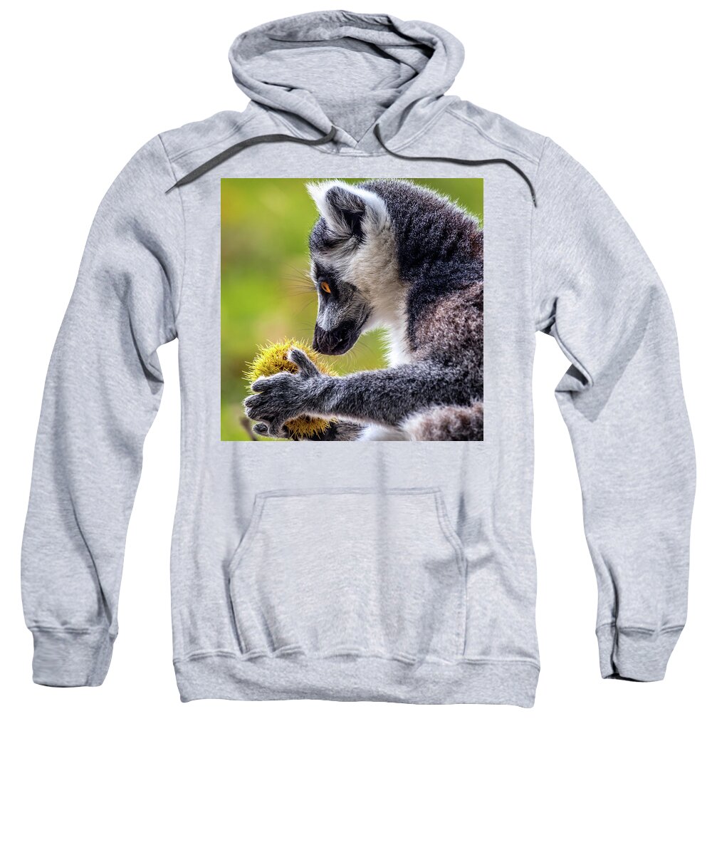 Lemur.chestnut Sweatshirt featuring the photograph Lemur and Sweet Chestnut by Nick Bywater