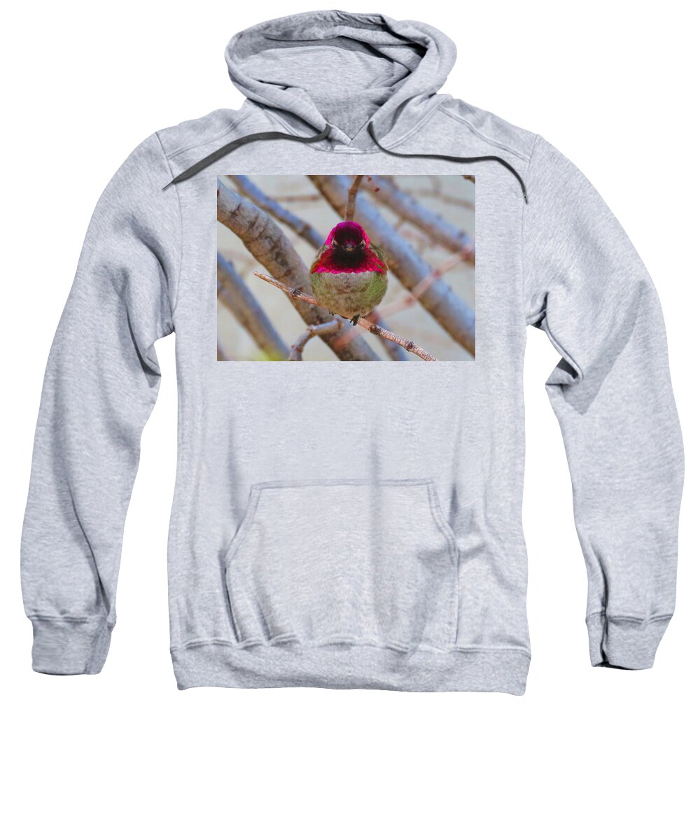 Animals Sweatshirt featuring the photograph Little Jewel All Aglow by Judy Kennedy