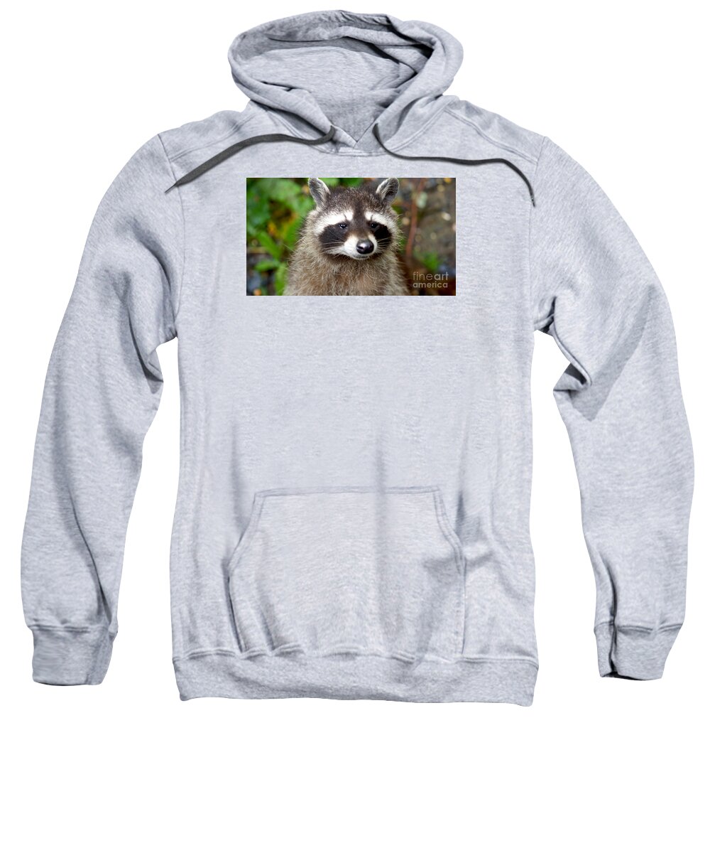 Racoon Sweatshirt featuring the photograph Little Racoon - Procyon lotor by Eva-Maria Di Bella