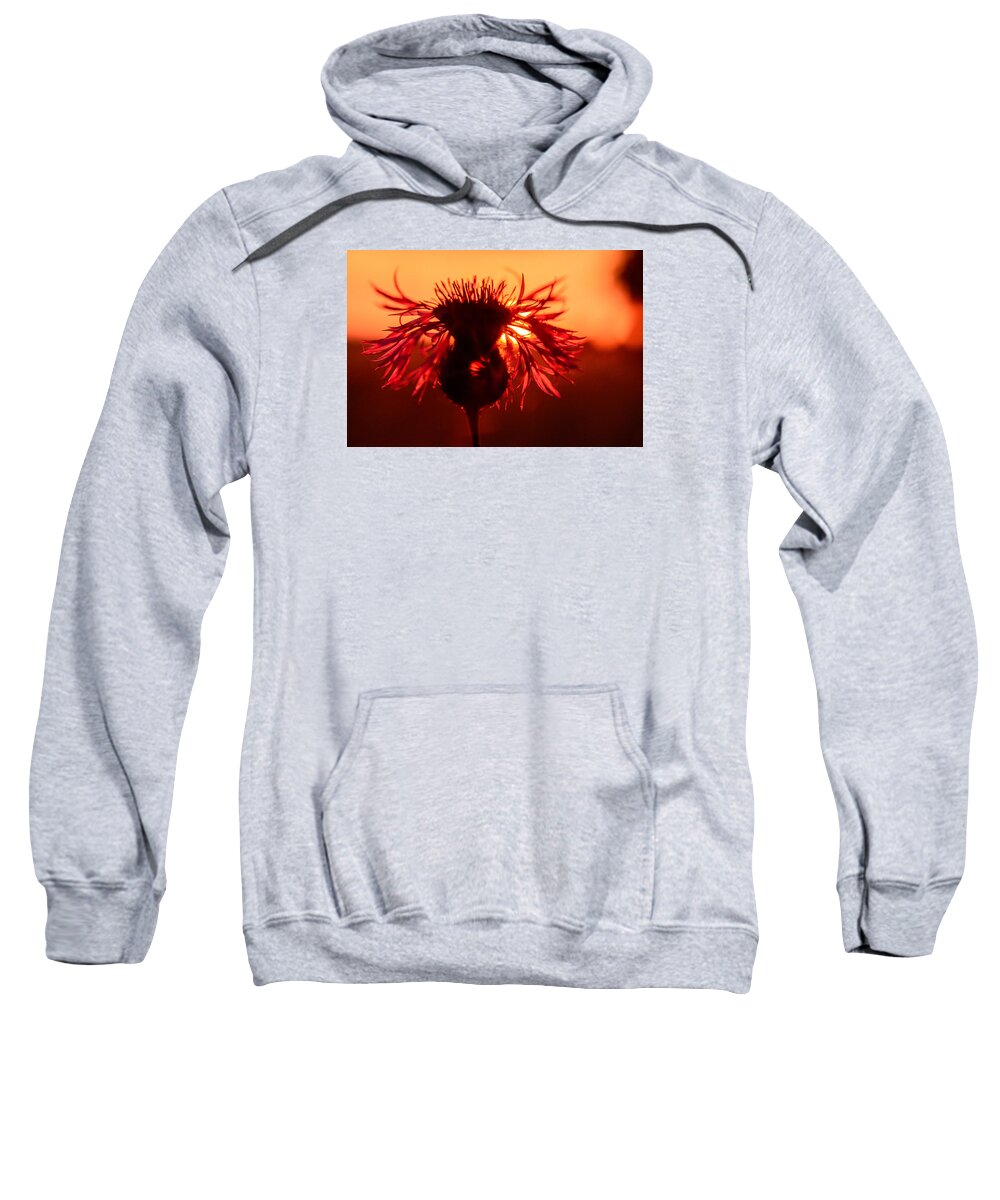 Macro Sweatshirt featuring the photograph Little Red by Marcus Karlsson Sall