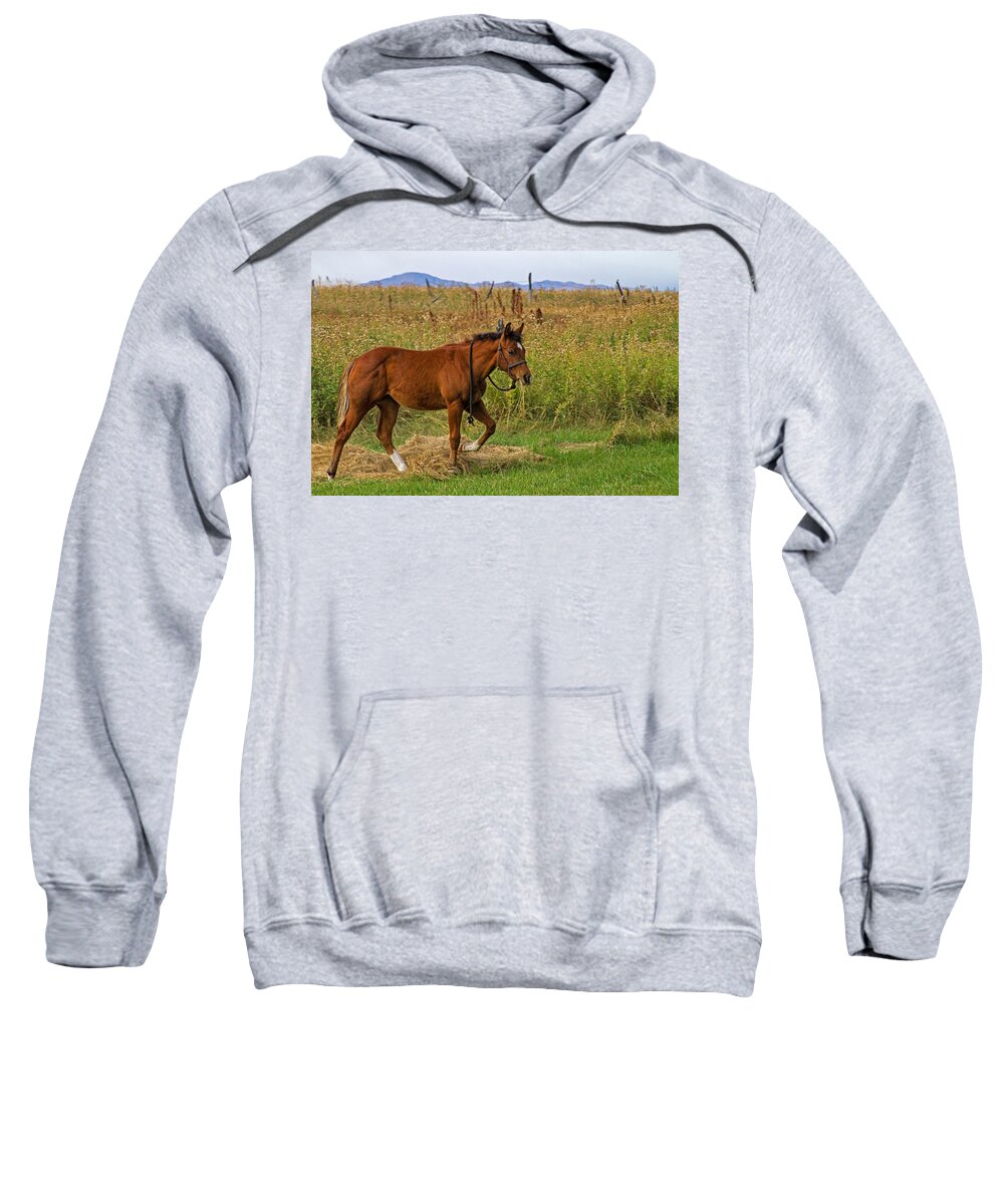 Horse Sweatshirt featuring the photograph Lunch Break by Alana Thrower