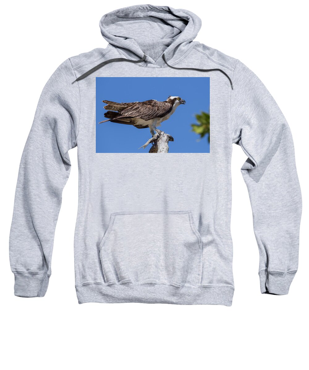 Florida Sweatshirt featuring the photograph Lunch by Paul Schultz