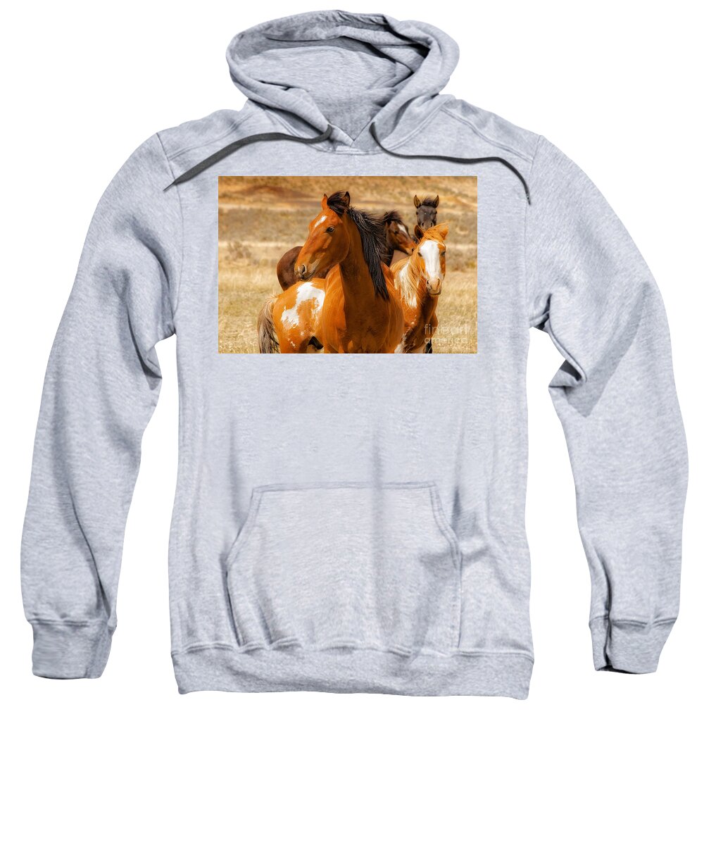 Majestic Wild Stallion With Herd On Navajo Indian Reservation In New Mexico Fine Art Nature Print Sweatshirt featuring the photograph Majestic Wild Stallion by Jerry Cowart