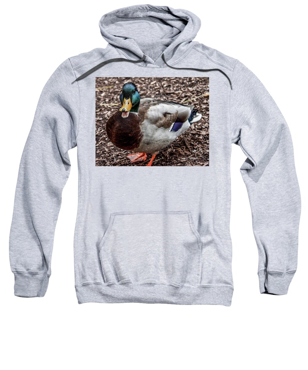 Mallard Duck Sweatshirt featuring the photograph Mallard Duck by Joann Copeland-Paul