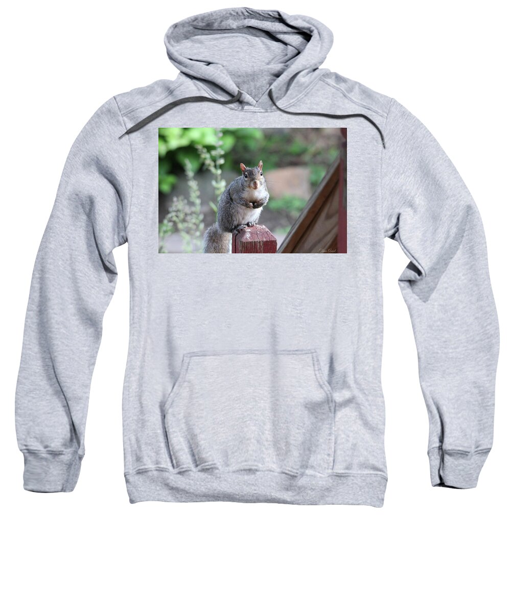 Squirrels Sweatshirt featuring the photograph Mama Squirrel by Trina Ansel