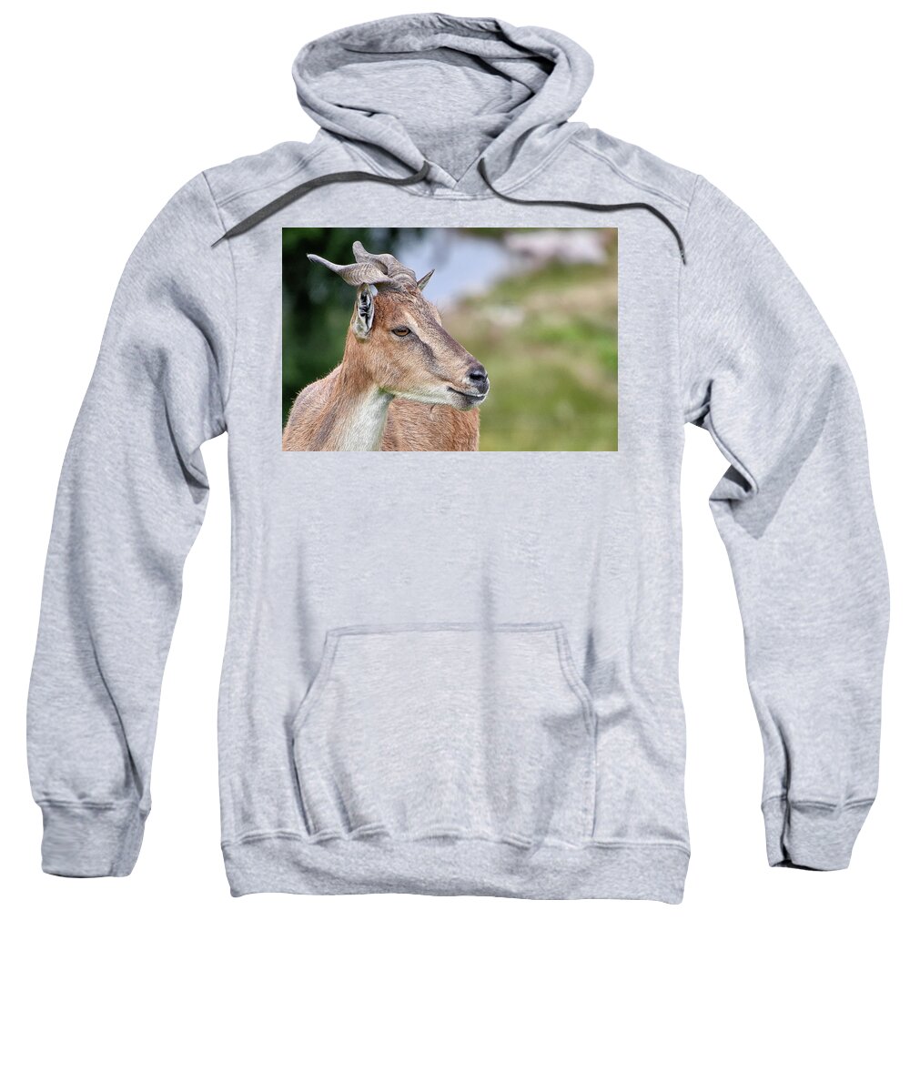  Sweatshirt featuring the photograph Markhor by Kuni Photography