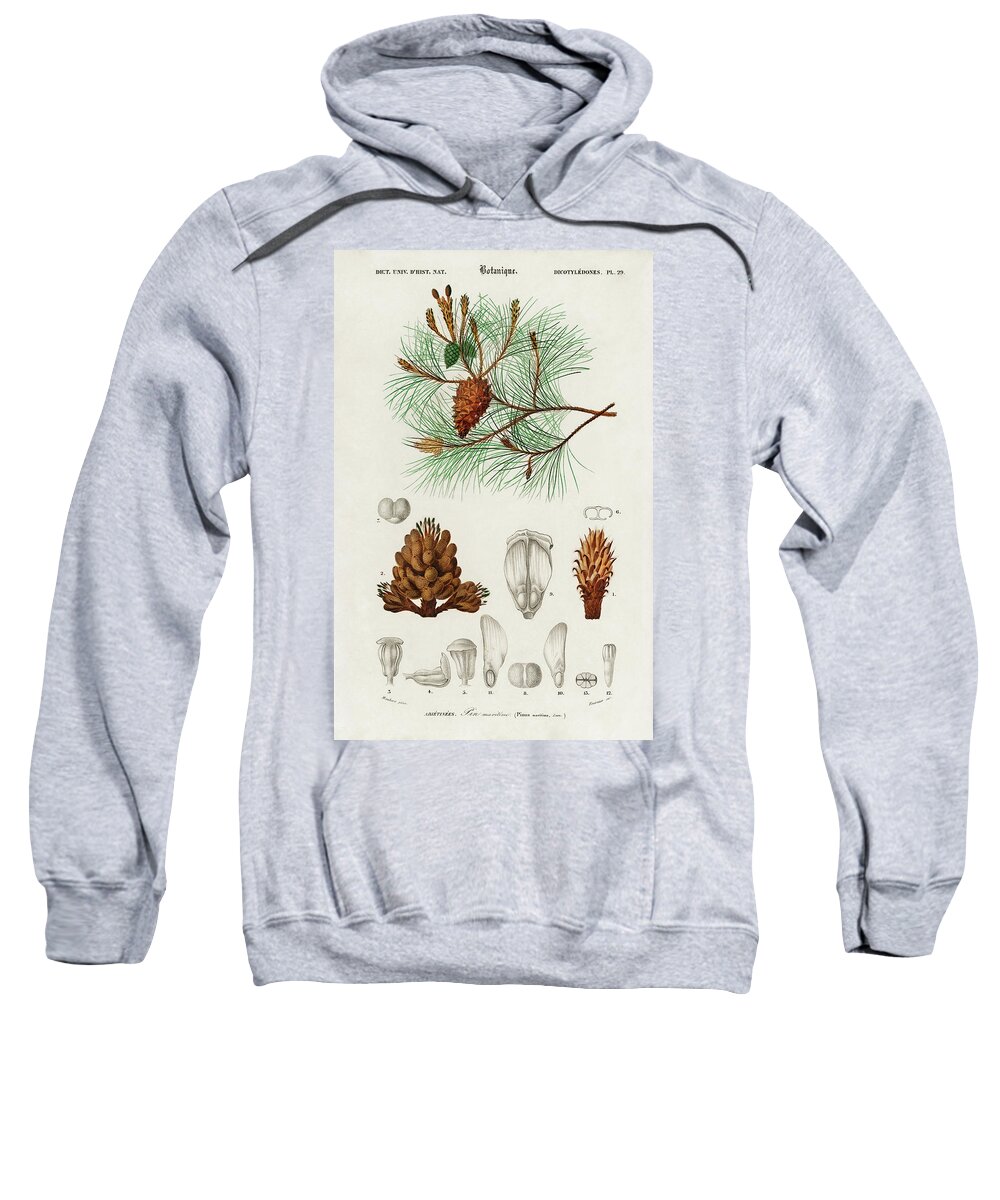 Vintage Sweatshirt featuring the painting Martime pine - Pinus maritima by Vincent Monozlay