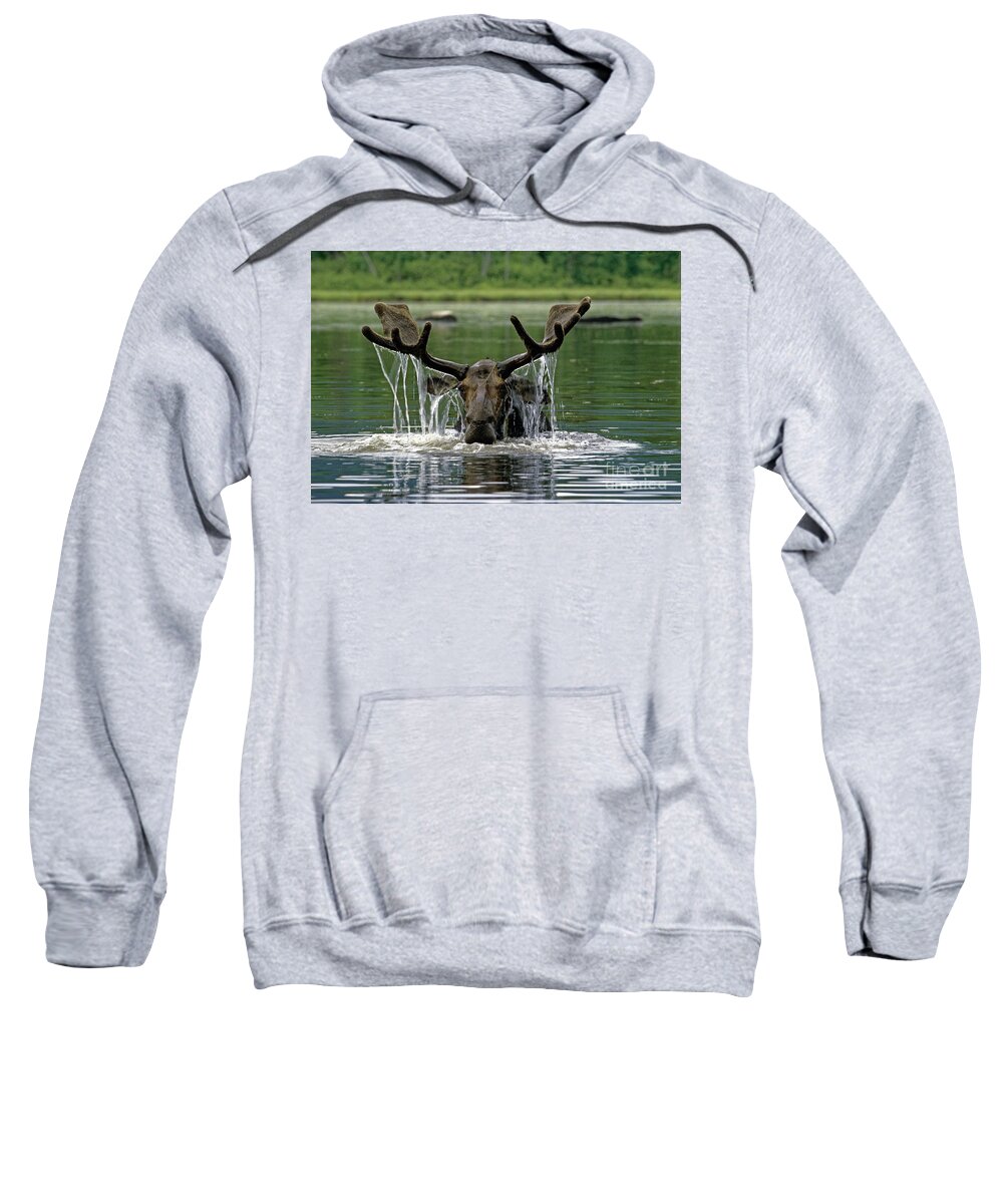 Moose Sweatshirt featuring the photograph Moose, Baxter Sate Park, Maine by Kevin Shields