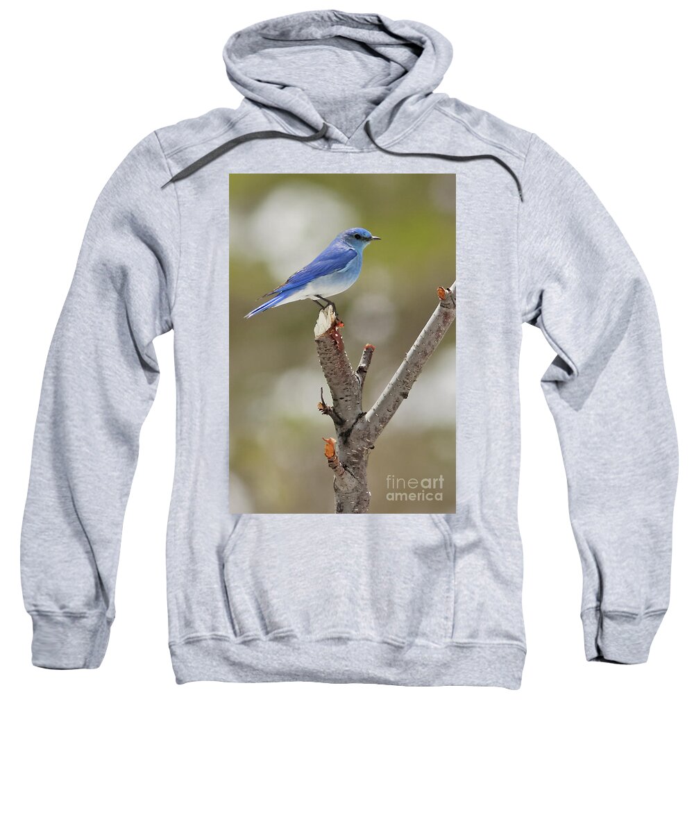 Mountain Bluebird Sweatshirt featuring the photograph Mountain Bluebird in Colorado by Natural Focal Point Photography