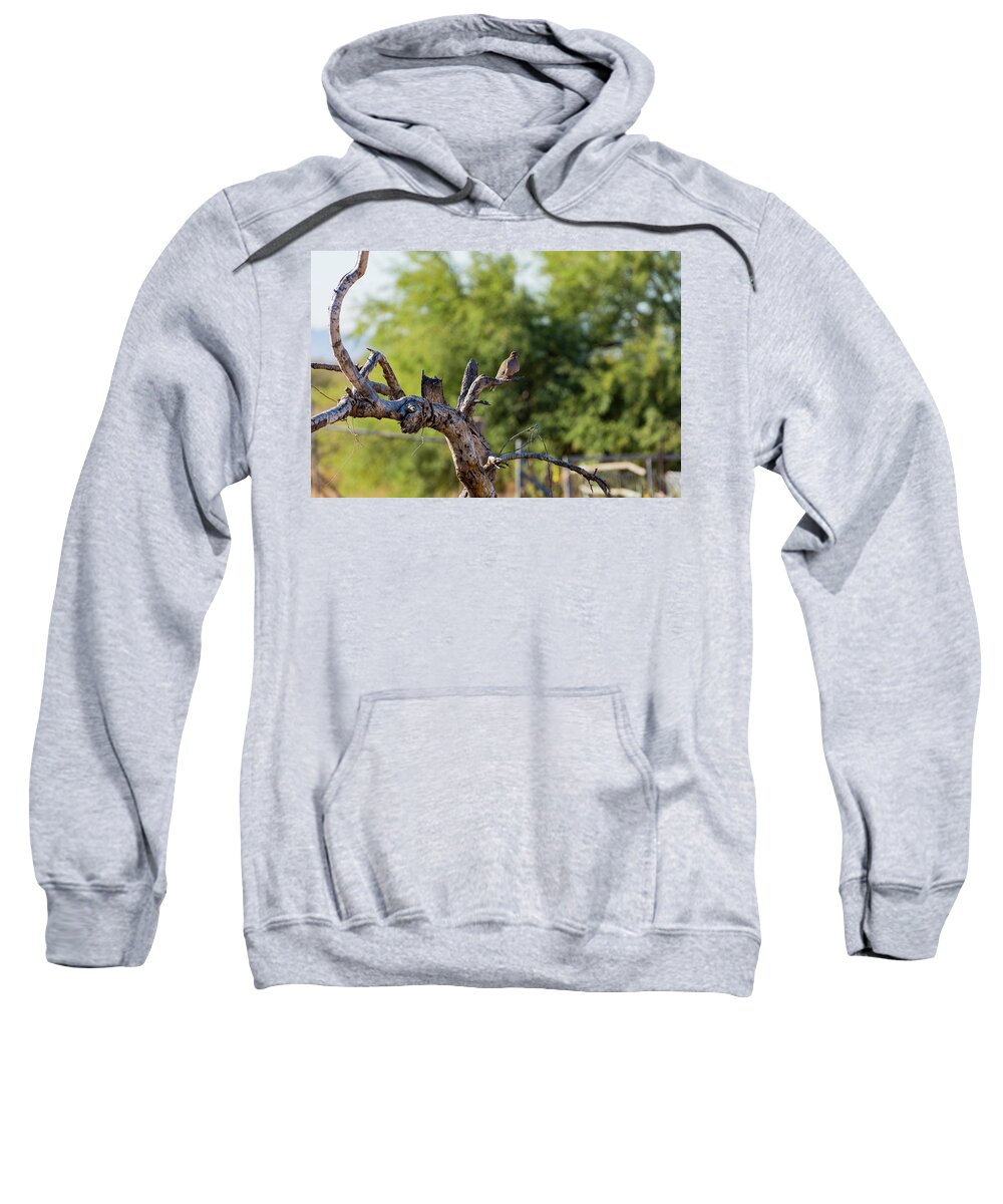 Mourning Sweatshirt featuring the photograph Mourning Dove in Old Tree by Douglas Killourie