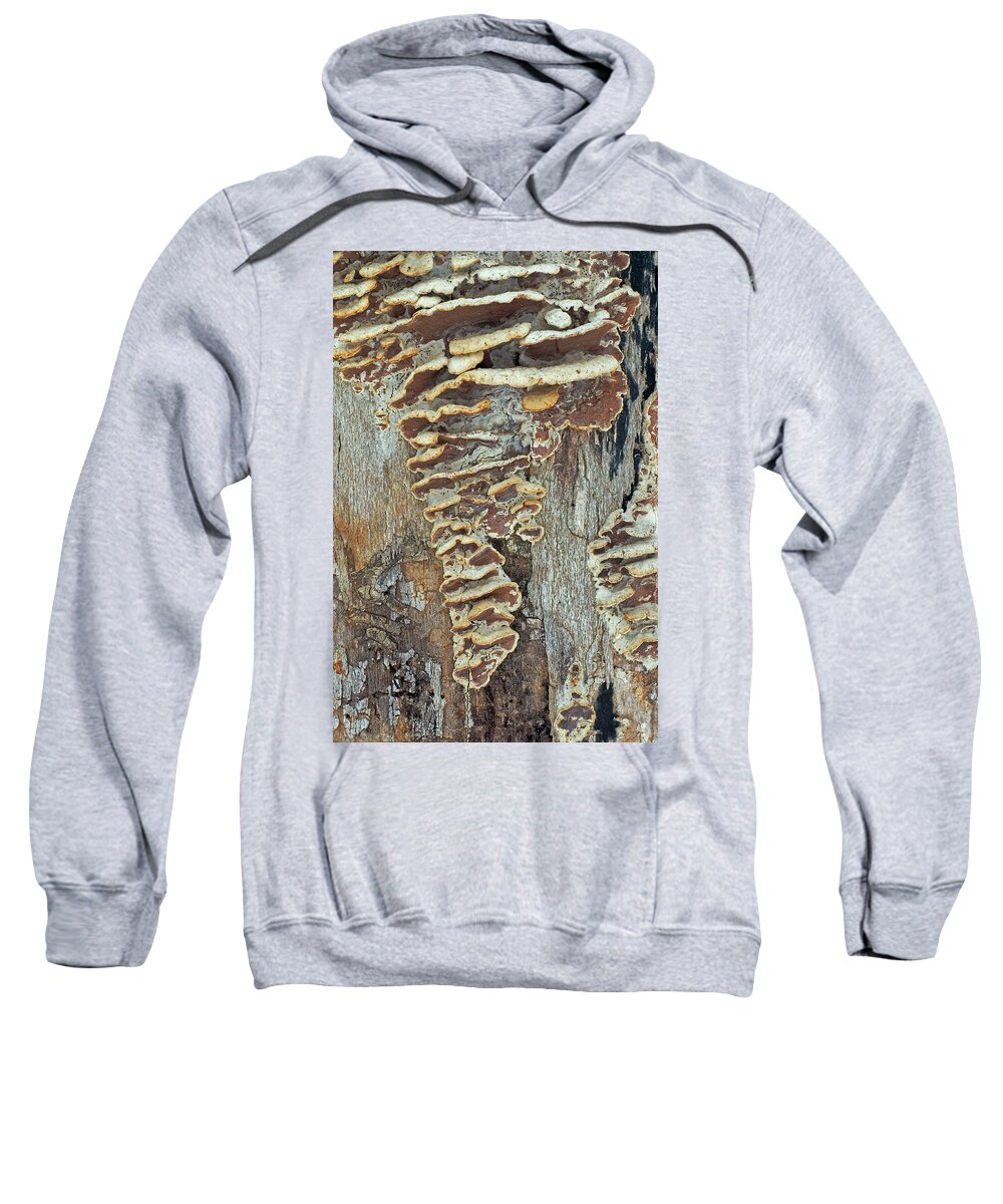 Bracket Fungi Sweatshirt featuring the photograph Naturally Abstract by Jim Zablotny