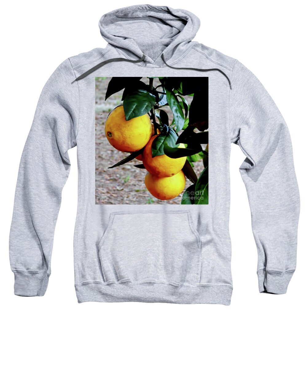 Fruit Sweatshirt featuring the photograph Naval Oranges On The Tree by D Hackett