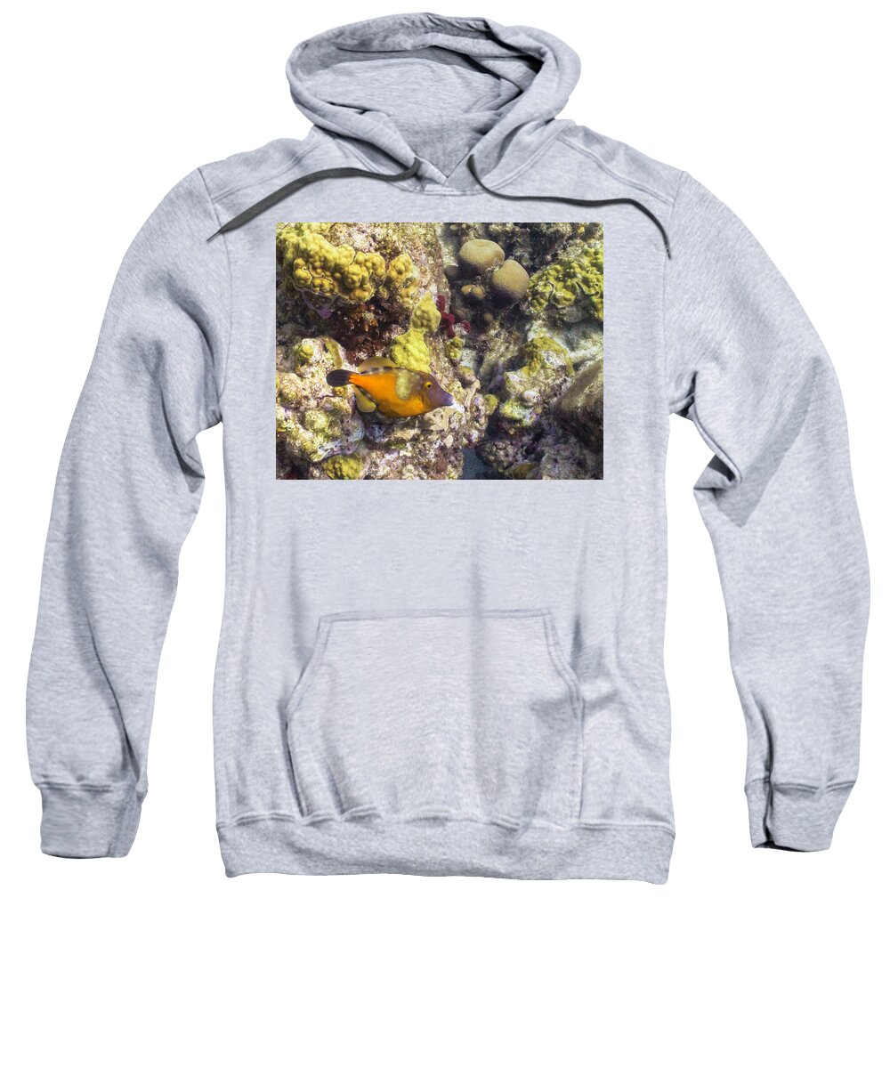 Ocean Sweatshirt featuring the photograph Not A Clown by Lynne Browne