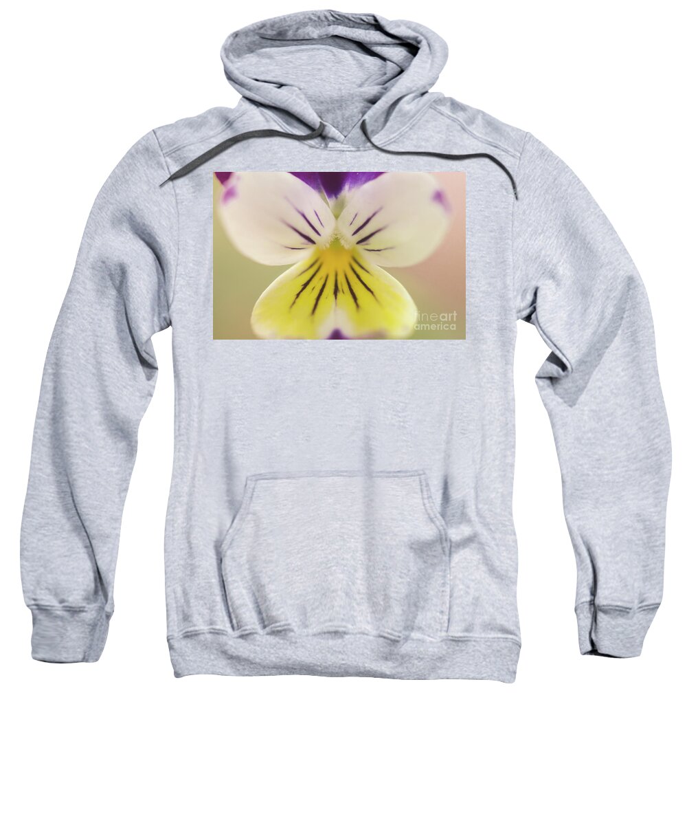Violet Sweatshirt featuring the photograph Oh, Violet Close-Up Botanical / Nature / Floral Photograph by PIPA Fine Art - Simply Solid