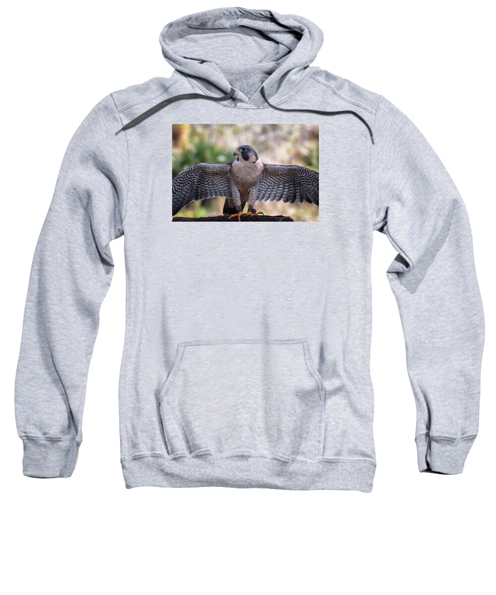 Florida Sweatshirt featuring the photograph Okeeheelee Nature Center - Tundra the Peregrine Falcon - Wings Up by Ronald Reid