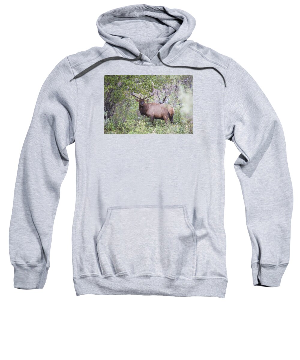 Elk Sweatshirt featuring the photograph On the River by Douglas Kikendall