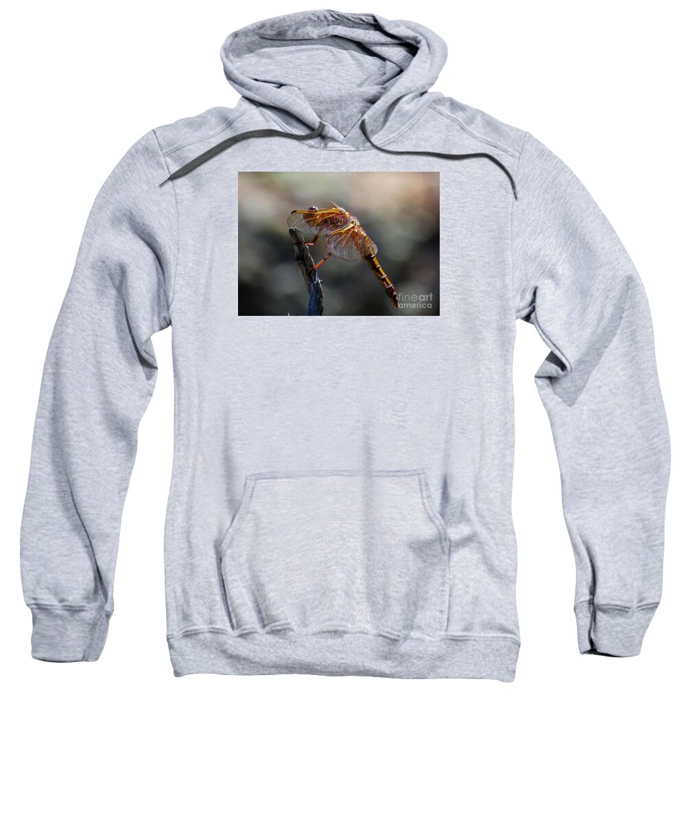 Nature Sweatshirt featuring the photograph Dragonfly 1 by Christy Garavetto