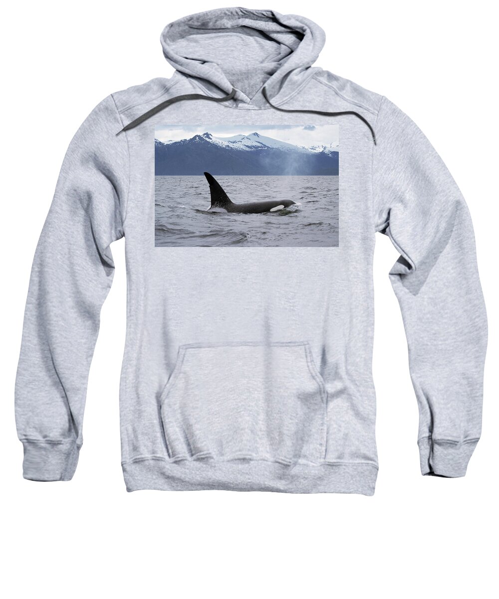 00196735 Sweatshirt featuring the photograph Orca in Inside Passage by Konrad Wothe