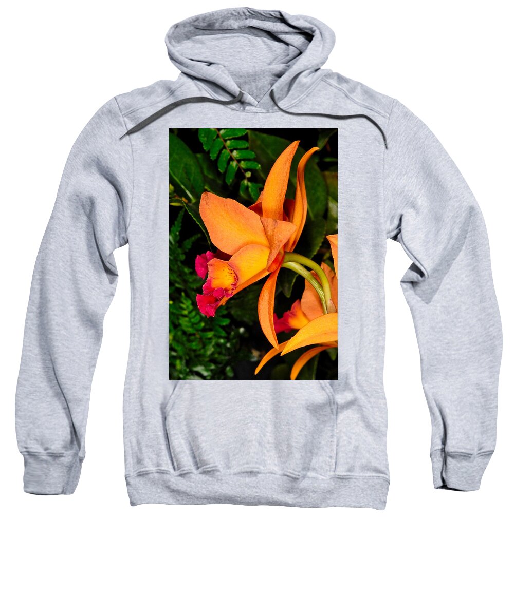 Orchid Sweatshirt featuring the photograph Orchid 355 by Wesley Elsberry