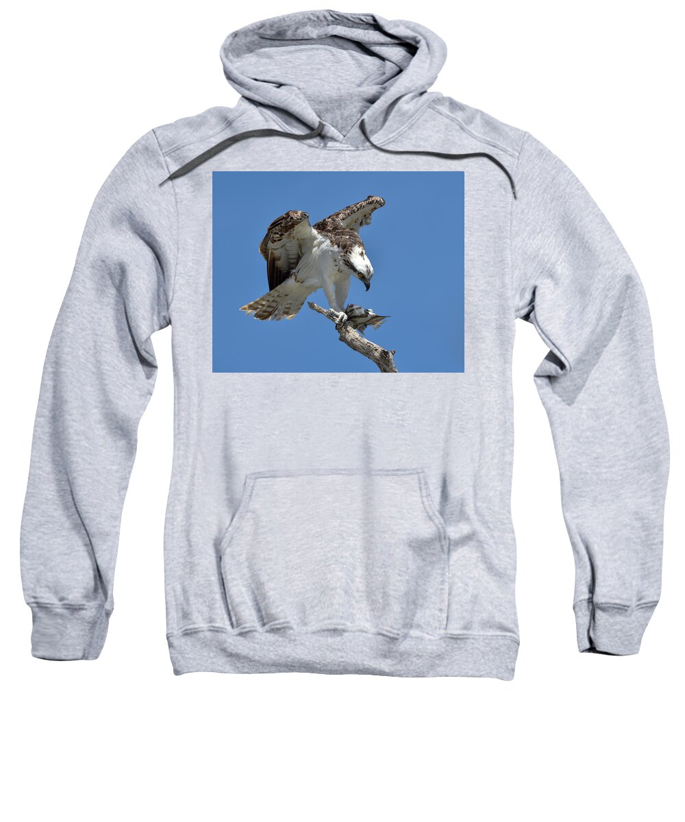Osprey Sweatshirt featuring the photograph Osprey Feeding on a Fish by Artful Imagery