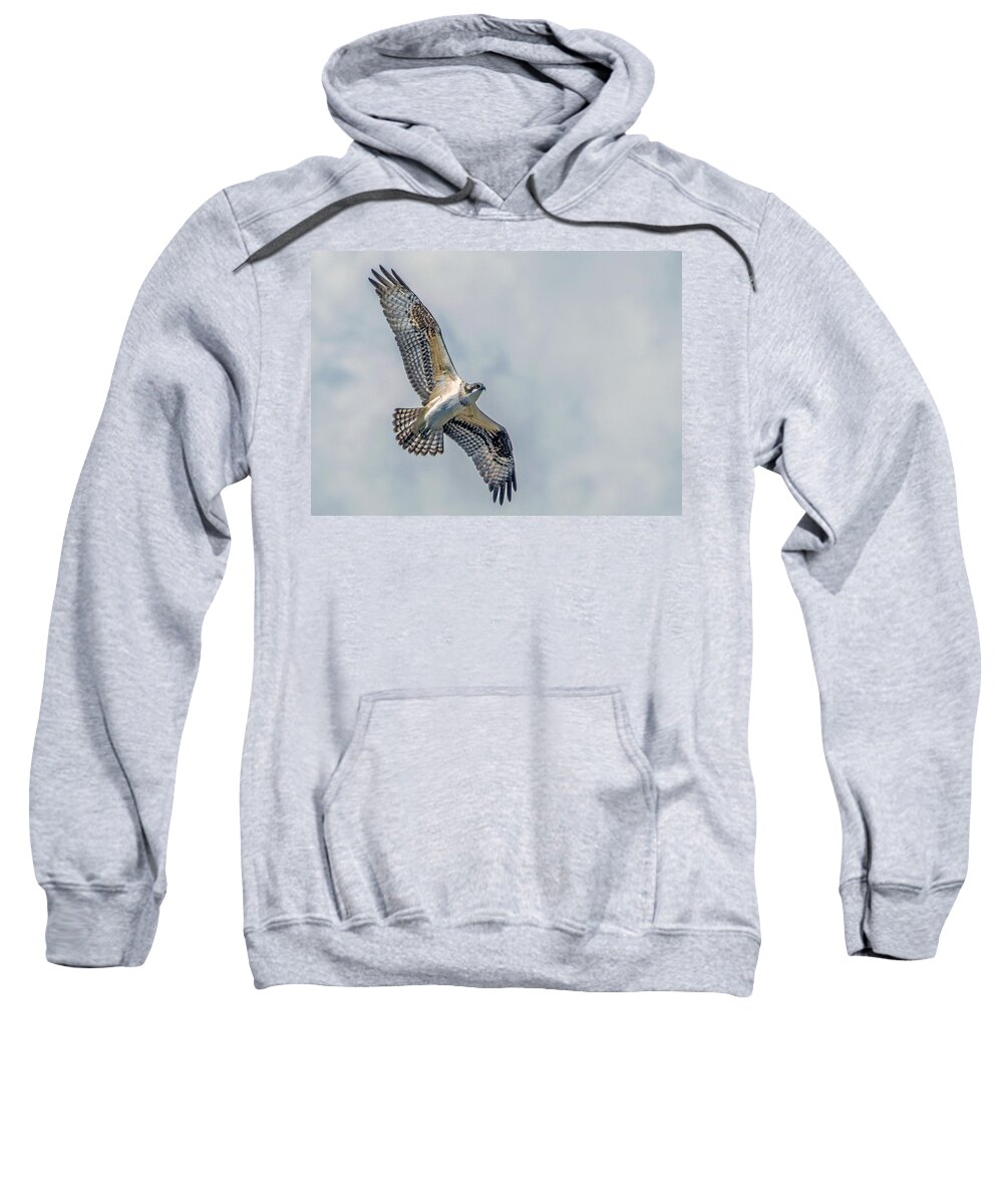 Osprey Sweatshirt featuring the photograph Osprey in Flight by Dawn Key