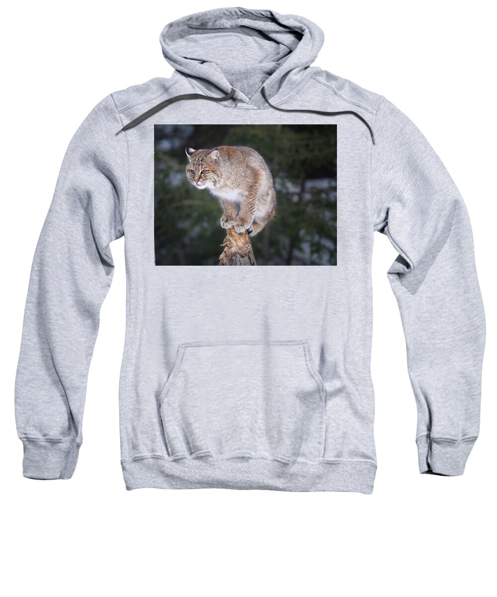 Bobcat Sweatshirt featuring the photograph Out On A Limb by Duane Cross