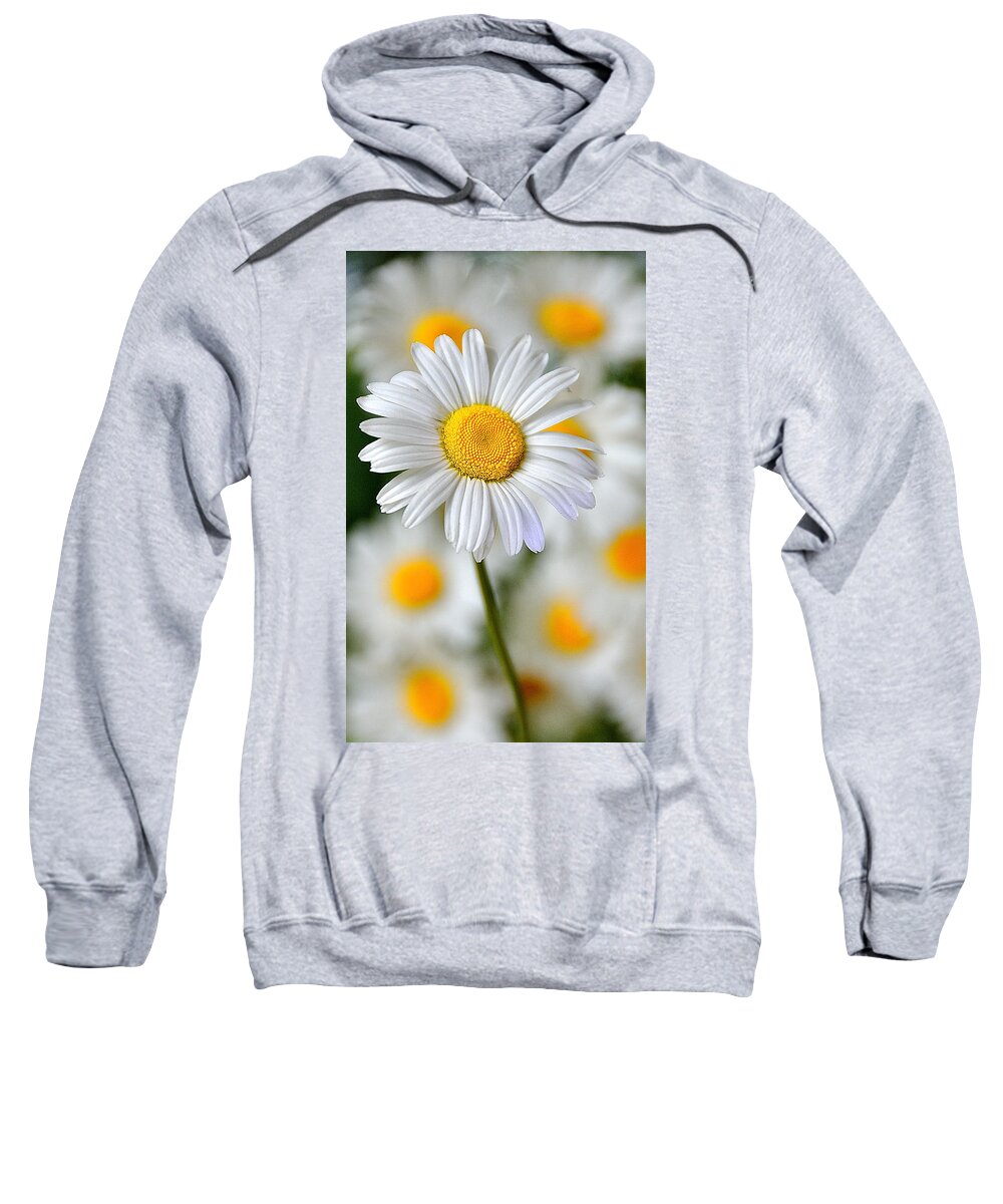 Flower Sweatshirt featuring the photograph Painted Daisies by Mark Fuller